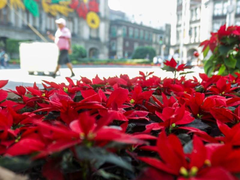 Arranca la Gran Venta de Nochebuena en el Zócalo de la CDMX
