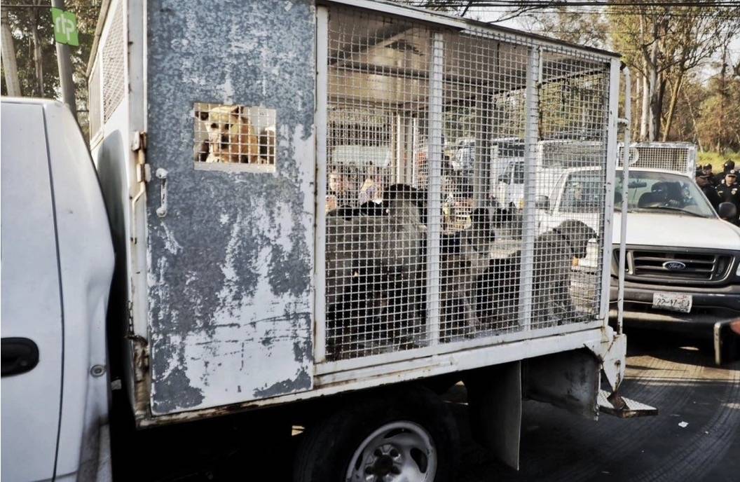 Reportan estado de salud delicado en 171 perros rescatados del Refugio Franciscano