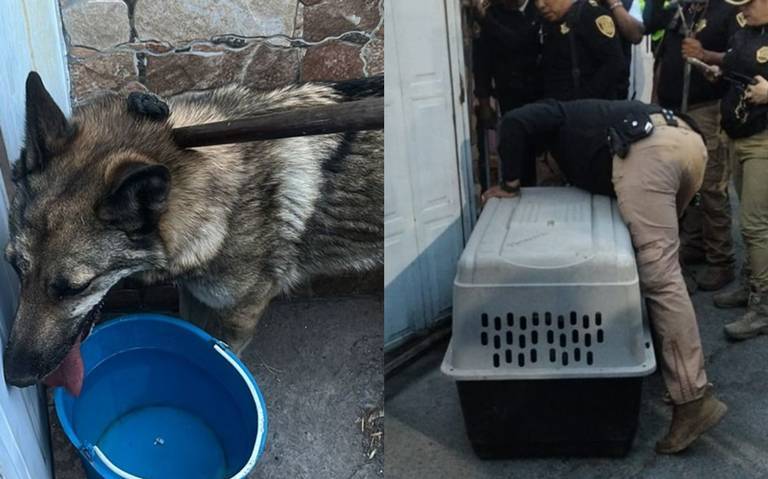 Atrapan a lobo vagando por San Juan de Aragón
