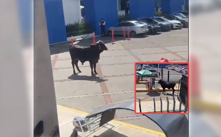 Un toro sorprende al adentrarse en el campus de La Salle Pedregal