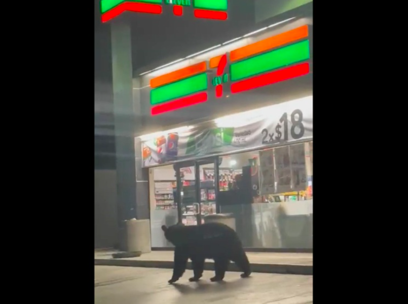 Aumenta presencia de osos en calles de Nuevo León en busca de comida