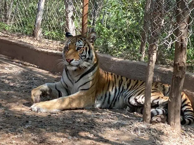 Tigresa rescatada en Sinaloa, sufre estrés y pérdida de peso