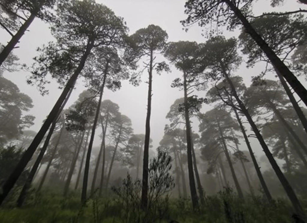 Crisis ambiental en México, pérdida de ecosistemas y especies en riesgo
