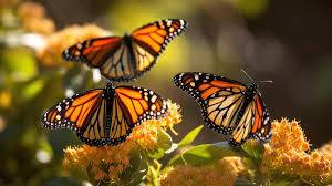 Santuario de la Mariposa Monarca abre sus puertas este viernes