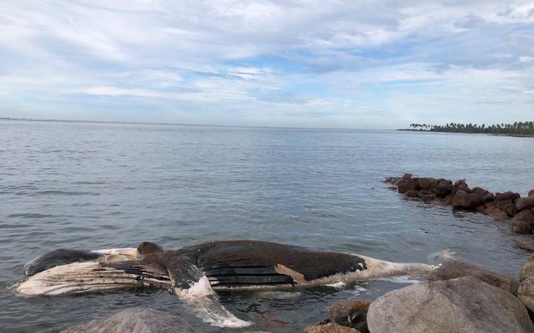 Encuentran ballena muerta en Teacapán, Sinaloa
